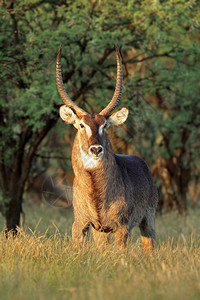 保护晚午光时南非Kobusextlipsiprymnus毛茸非洲人图片