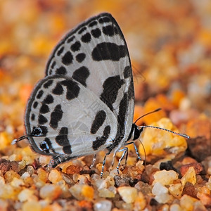 美丽颜色错误黑蝴蝶和白在岩石地上的普通皮耶罗图片
