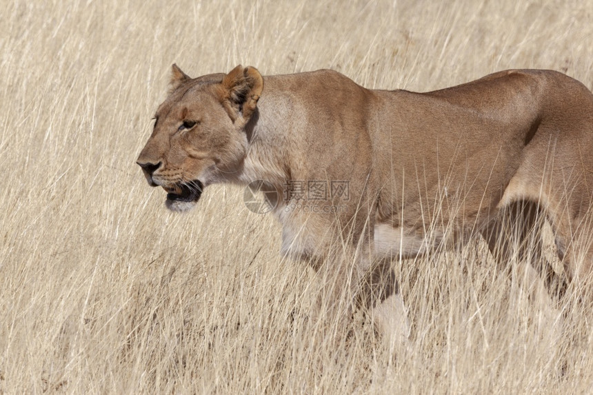 哺乳动物荒野猎人在非洲纳米比亚Etosha公园捕猎PantheraLeo图片
