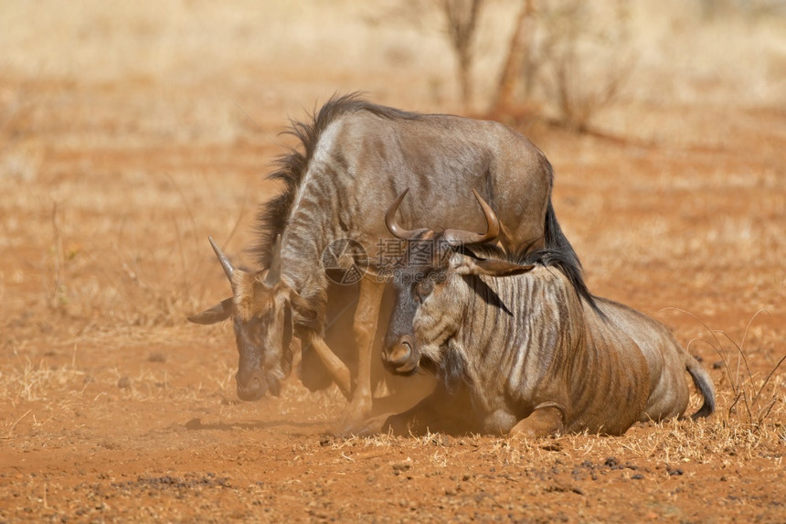 生态南非克鲁格公园尘土中的蓝角马Connochaetestaurinus牛羚尘土飞扬图片
