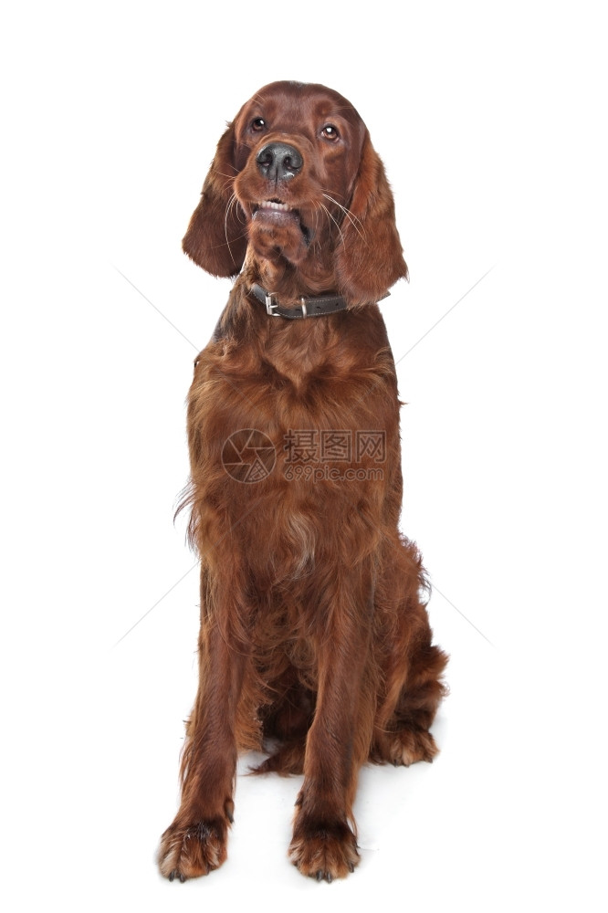 棕色二传手红的宠物白背景面前的爱尔兰猎犬骑马猎犬图片