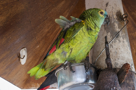 野生动物客房管理员家的鹦鹉安静地方荒野动物群图片