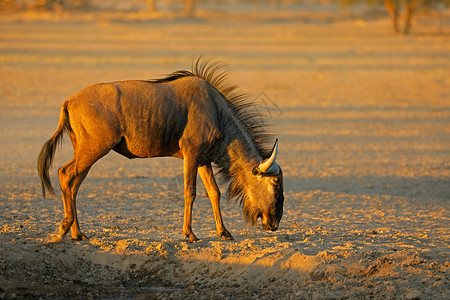 沙漠中的牛栖息地荒野高清图片