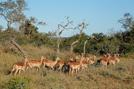 埃皮塞罗斯非洲南姆库泽Mkuze游戏保留区Eepycerosmelampuss动物背景