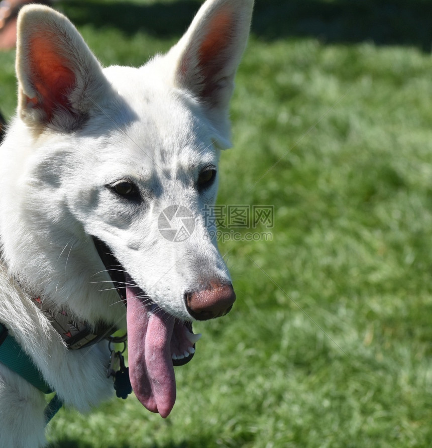 品种哺乳动物非常有吸引力的白色德国牧羊犬粉红色舌头小狗图片