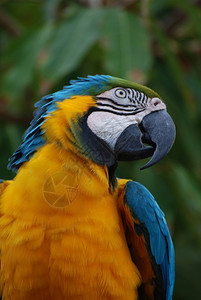 宠物蓝黄青鸟眼睛周围有图案鸟舍蓝色的背景图片