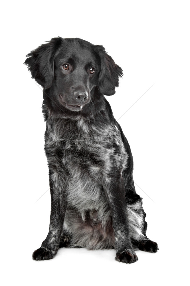 正面工作室Stabyhoun弗里斯兰指向品种Stabyhoun弗里斯兰指向品种在白色背景前狗图片