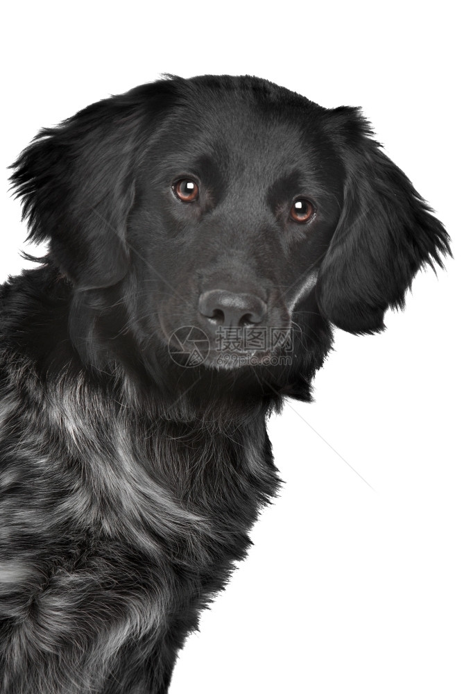 动物斯塔比霍恩犬类Stabyhoun弗里斯兰指向品种Stabyhoun弗里斯兰指向品种在白色背景前图片