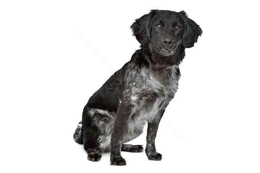 Stabyhoun弗里斯兰指向品种Stabyhoun弗里斯兰指向品种在白色背景前狗斯塔比霍恩一种图片