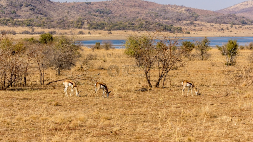 草食动物在南非皮拉内斯贝格公园干草原上自由漫游的春博克自然萨凡纳图片