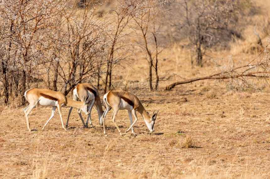 在南非皮拉内斯贝格公园干草原上自由漫游的春博克沙漠非洲哺乳动物图片