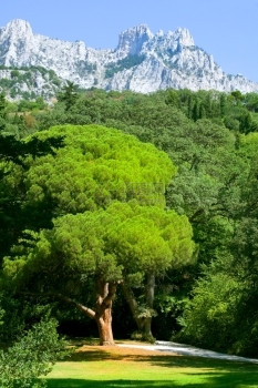 有绿树和山岳的公园绿化蓝色夏天图片