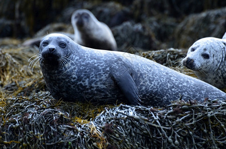 内赫布里底群岛在苏格兰海草上休息的可爱海豹苏格兰人景观杜里语背景