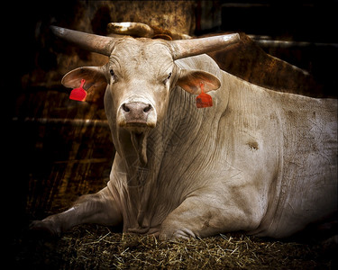 质地农业有蹄类动物一只大棕褐色的公牛长角与其它公牛一起在钢笔中休息图片