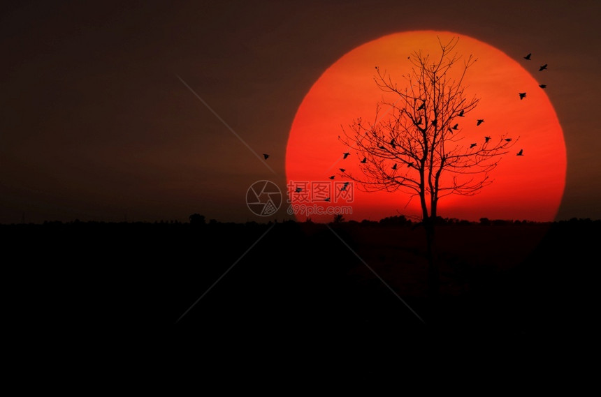 飞行日落和鸟儿回蜂巢月光树干枯日落太阳成老的鸟类图片
