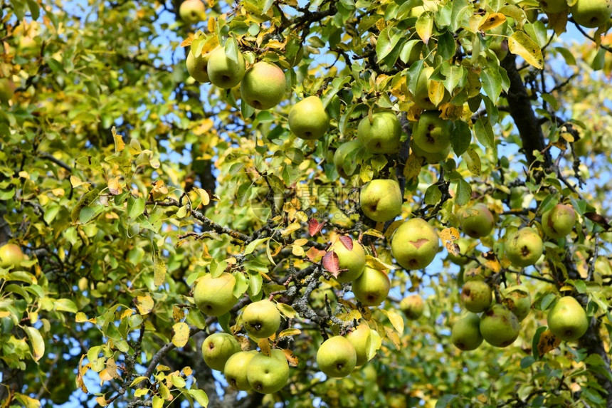 树上有成熟的梨子天气秋枝条图片