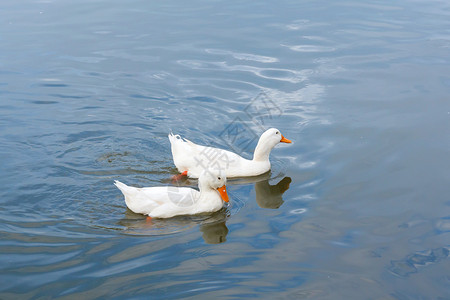 脖子羽毛国内的两个鸭子游泳图片