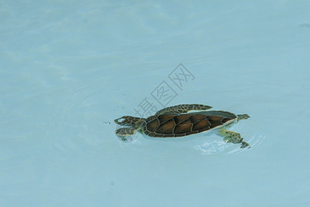 水龟珊瑚环境动物图片