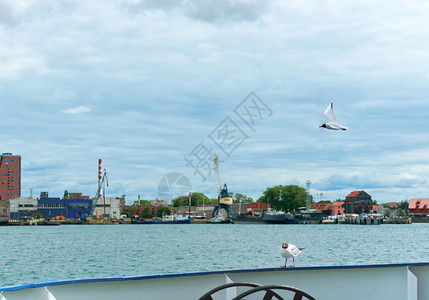 甲板上的海鸥动物白色的高清图片