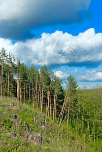 松林和木材砍伐上方的蓝天空中云阳光植物松树图片