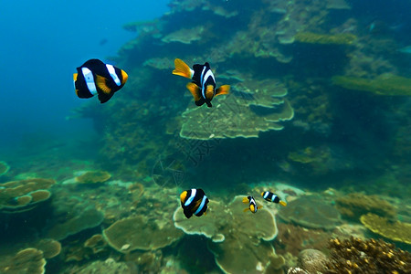 生活海洋动物珊瑚礁的小丑鱼图片