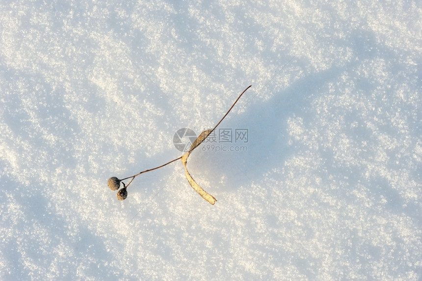 经过雪的粗糙纹理以滑动的太阳光为口号阴影下雪的图片