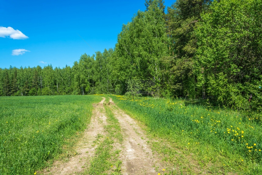 天空阳光夏日绿田和黄花菊边缘的农村道路桑尼山夏日天场地图片