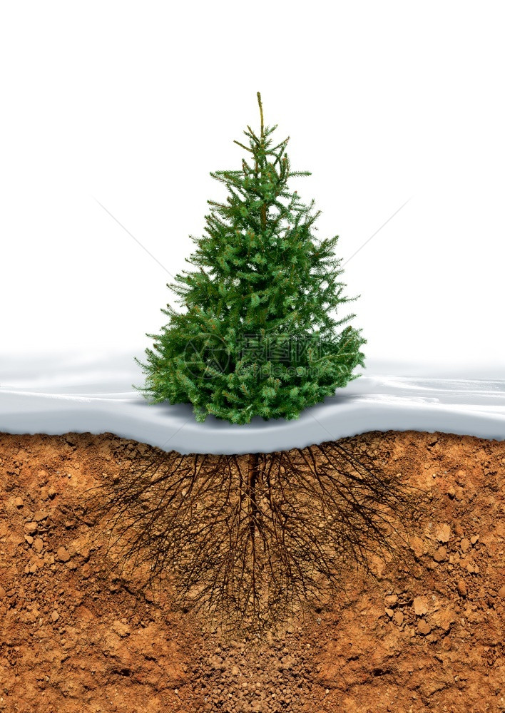 霜适当冬季雪层下土壤的斯普鲁树根在适当的冬季雪层之下保护人们免受冰冻气候变化概念的影响单身冬天图片