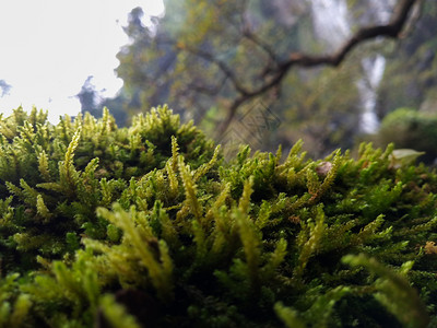 季节叶子常绿雨林中的野生植物和苔图片