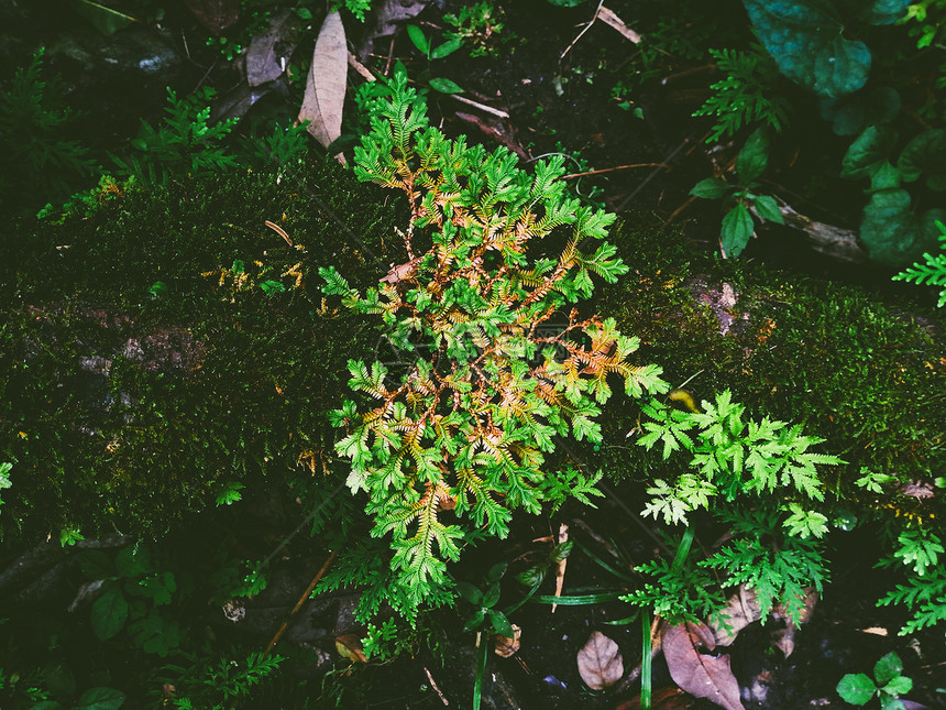 森林云杉雨中的野生植物和苔叶子图片