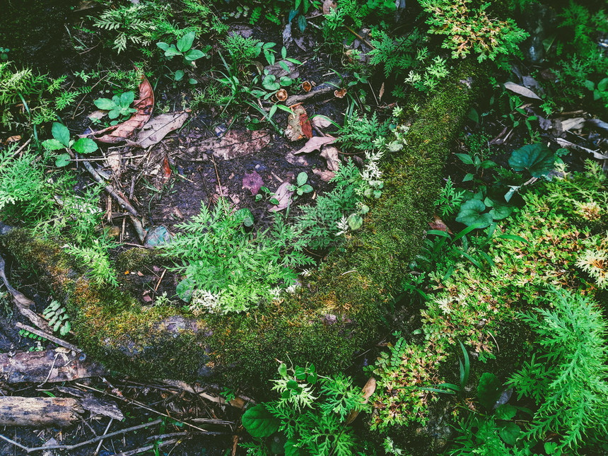分支雨林中的野生植物和苔群花园图片