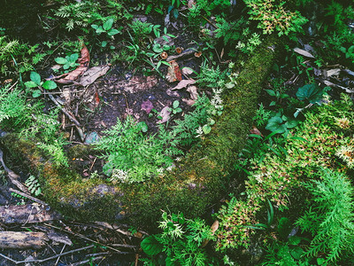 分支雨林中的野生植物和苔群花园图片