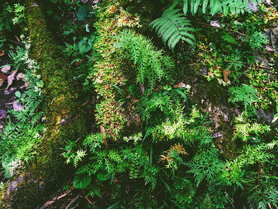 自然雨林中的野生植物和苔闪电户外图片