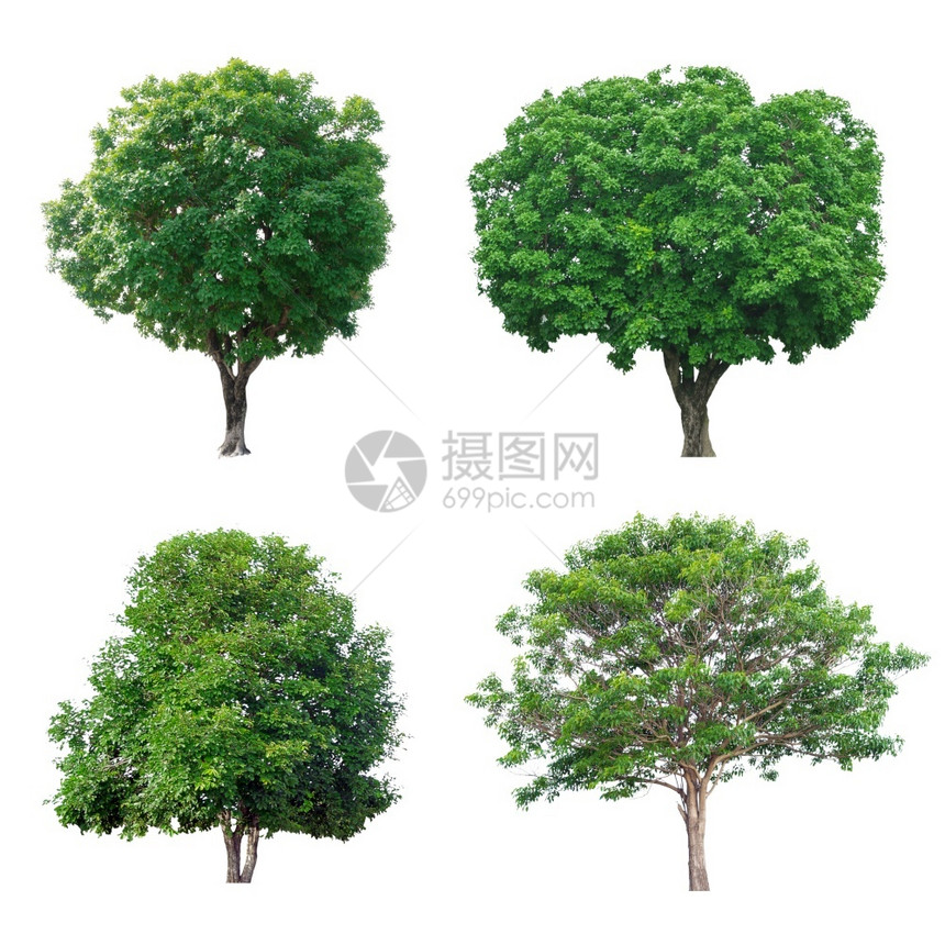 叶子个人白色背景上孤立的绿树收藏隔离在白背景上的绿树收藏春天图片