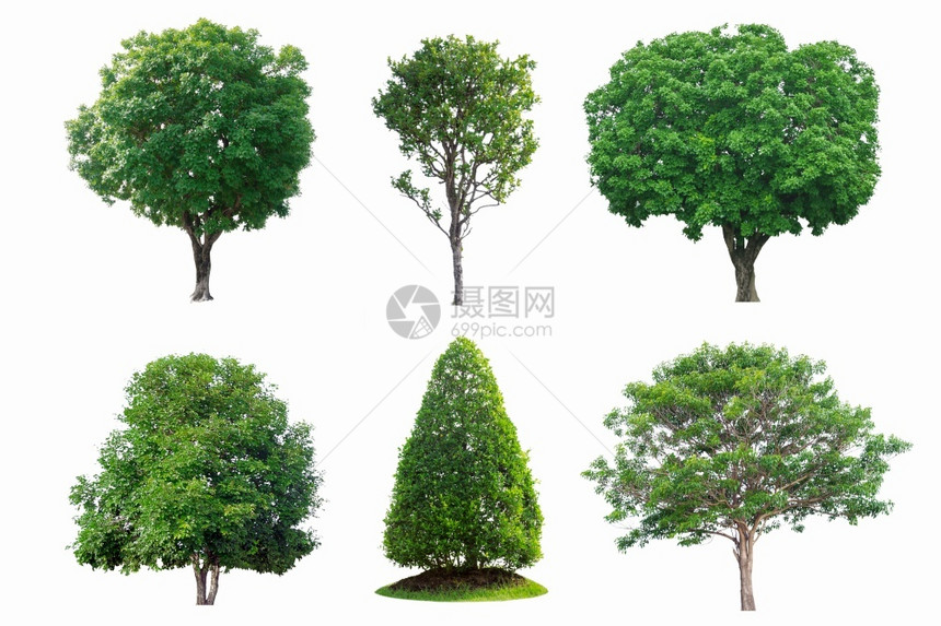 森林白色的背景上孤立的绿树收藏隔离在白背景上的绿树收藏热带图片