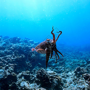 生物深蓝海中好奇的鱼热带水图片