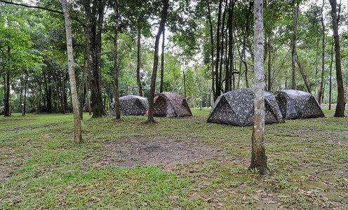 绿色自然天在泰国Dipterocarp森林露营帐篷图片