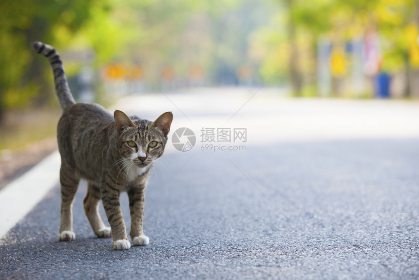 马路上的猫咪图片