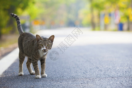 马路上的猫咪图片