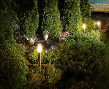 黄昏时被灯光照亮的植物图片