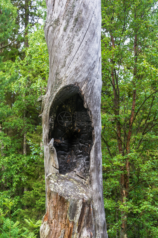 绿色树叶背景上的一棵旧树被烧焦的空洞森林老损害图片