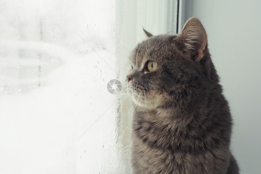 屋一只灰色的毛绒猫带着枯燥的口罩从街边雾中窗外看出来很悲哀一种雪图片