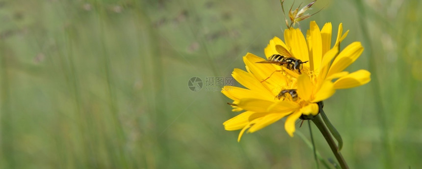 环境在草地上盛开的高山黄野生花朵蜂群聚集在绿色模糊背景的树枝下黄野花朵与蜜蜂聚集在草地上自然美丽图片