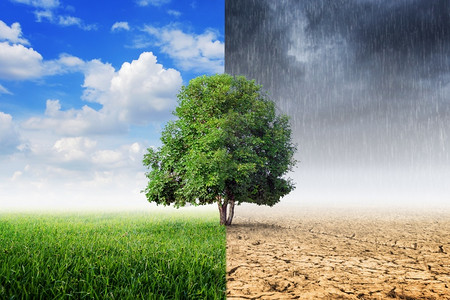 干旱树木景观与环境变化气候概念地平线破坏图片