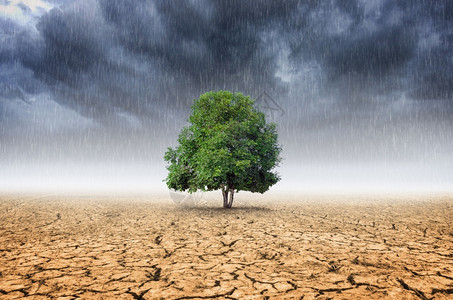 树木景观与环境变化气候概念自然灾难变暖图片