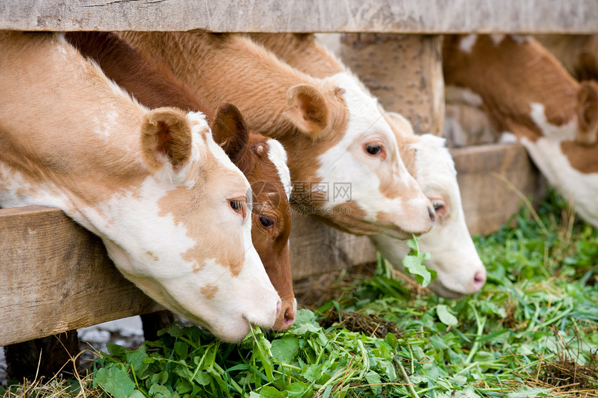 木板家畜一些农场小牛吃青草饲料部门图片