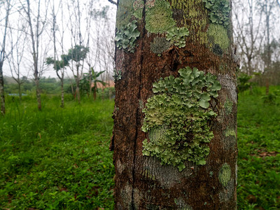 树上皮的苔和地衣自然叶子夏天图片