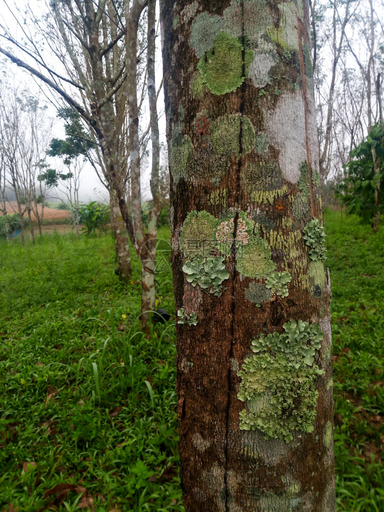 种植园自然橡胶树上皮的苔和地衣图片