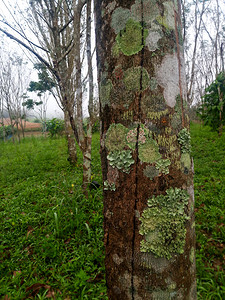 种植园自然橡胶树上皮的苔和地衣图片