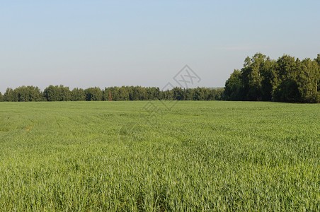 地貌景观森林背绿地豆芽小麦植被图片